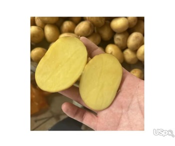 Fresh Potato New Crop Vegetables Wholesale Potato Prices for Export Fresh
