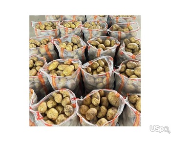 Fresh Potato New Crop Vegetables Wholesale Potato Prices for Export Fresh