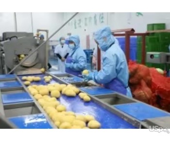 Fresh Potato New Crop Vegetables Wholesale Potato Prices for Export Fresh