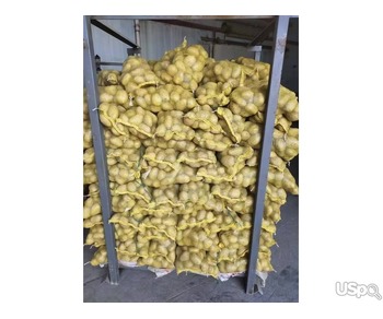 Fresh Potato New Crop Vegetables Wholesale Potato Prices for Export Fresh