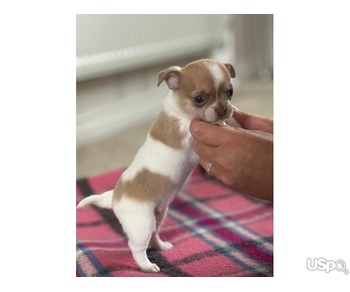 Lovely Chihuahuas available For Sale