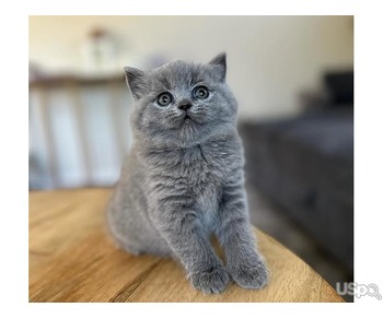 Two British Shorthair kittens for sale
