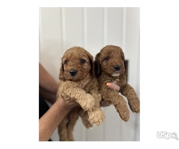 Tested cavapoo babies ready