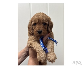 Tested cavapoo babies ready