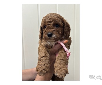 Tested cavapoo babies ready