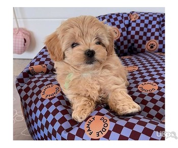 F1 Maltipoo’s Available