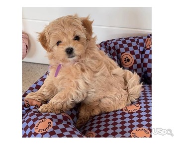 F1 Maltipoo’s Available