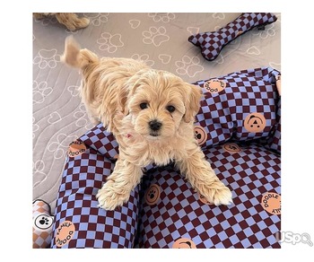 F1 Maltipoo’s Available