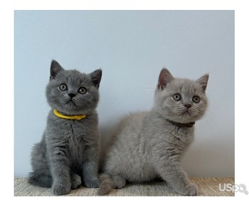 pampered british shorthair kittens