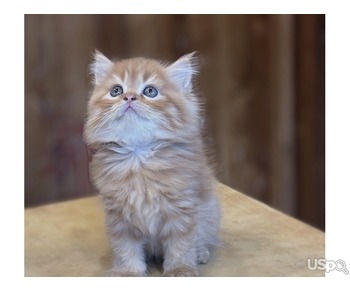 Male Persian Available