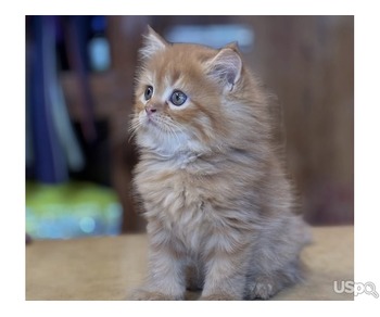 Male Persian Available