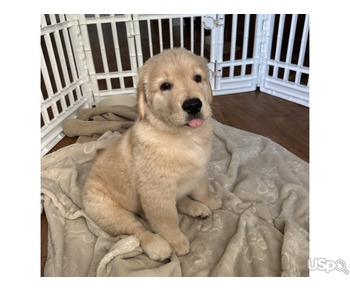 Golden retriever