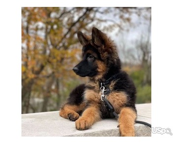 purebred German Shepherd Puppies WhatsApp:(+63-9455-189-371)