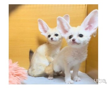 Fennec Foxes WhatsApp:(+63-9455-189-371)