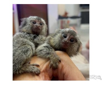 Marmoset Monkeys WhatsApp Me :(+63-9455-189-371)