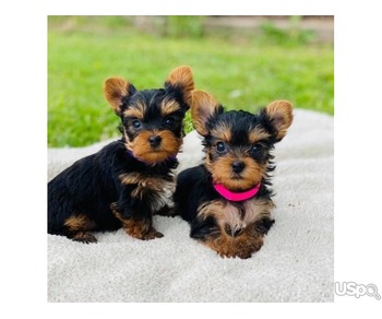 Purebred Yorkie puppies WhatsApp:(+63-9455-189-371)