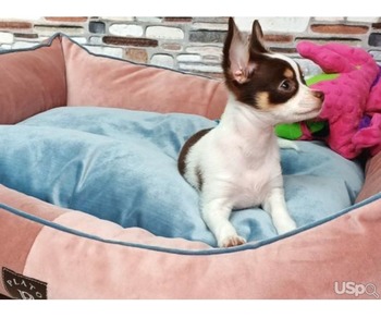 purebred Chihuahua puppies WhatsApp:(+63-9455-189-371)