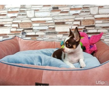purebred Chihuahua puppies WhatsApp:(+63-9455-189-371)
