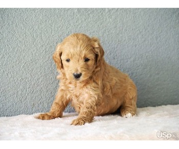 Goldendoodle Puppies For Adoption