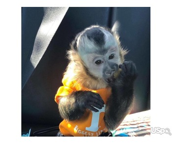 Baby Monkey