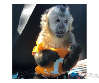 Baby Monkey