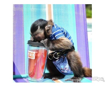Baby Monkey