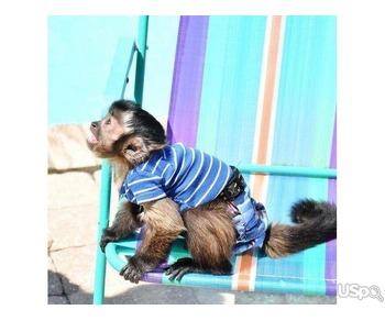 Baby Monkey