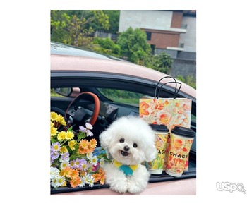 Pomeranian puppy  +1 (346) 645-3299