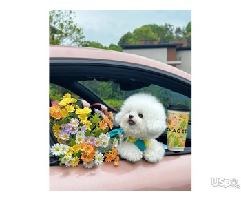 Pomeranian puppy  +1 (346) 645-3299