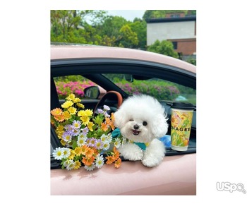 Pomeranian puppy  +1 (346) 645-3299
