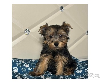 Teacup Yorkie Puppies Available Now! +1(346) 645-3299