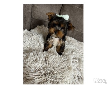 Teacup Yorkie Puppies Available Now! +1(346) 645-3299