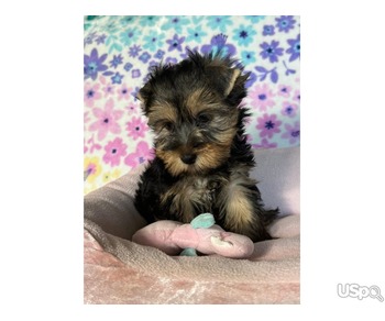 Teacup Yorkie Puppies Available Now! +1(346) 645-3299