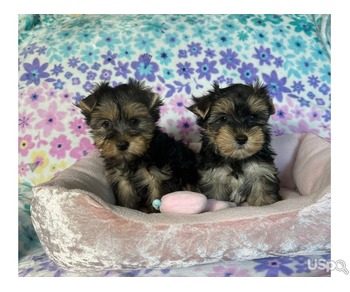 Teacup Yorkie Puppies Available Now! +1(346) 645-3299