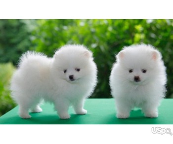 Pomeranian puppies WhatsApp:(+63-9455-189-371)