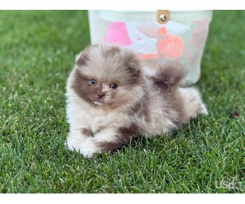 Pomeranian puppy  +1 (346) 645-3299