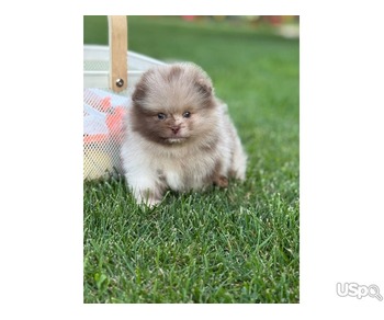 Pomeranian puppy  +1 (346) 645-3299
