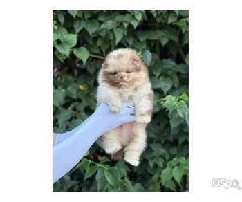 Pomeranian puppy  +1 (346) 645-3299