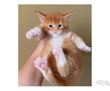 Pure bred Maine coon kittens for sale