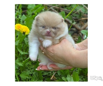 Pomeranian puppy  +1 (346) 645-3299