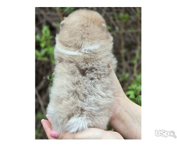 Pomeranian puppy  +1 (346) 645-3299