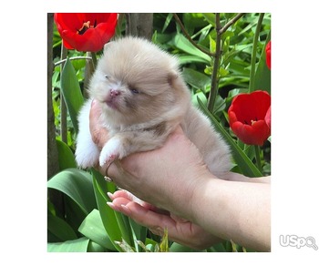Pomeranian puppy  +1 (346) 645-3299