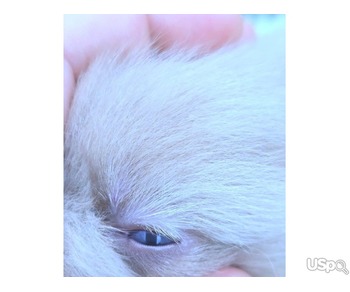 Pomeranian puppy  +1 (346) 645-3299