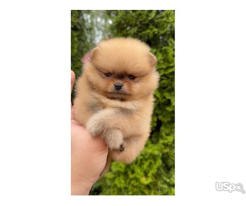 Pomeranian puppy  +1 (346) 645-3299