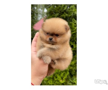 Pomeranian puppy  +1 (346) 645-3299