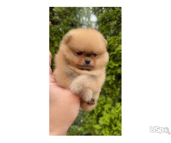 Pomeranian puppy  +1 (346) 645-3299