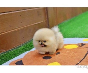Pomeranian puppy  +1 (346) 645-3299