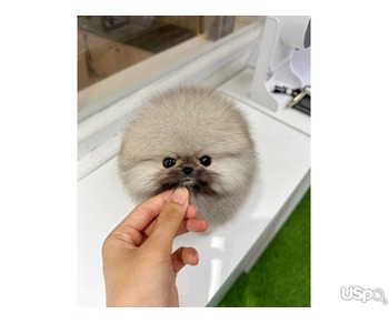Pomeranian puppy  +1 (346) 645-3299