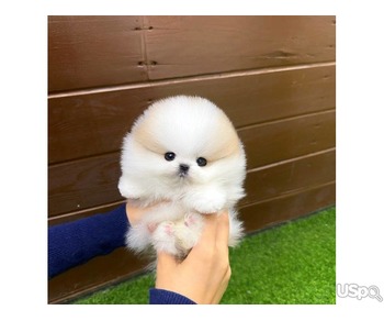 Pomeranian puppy  +1 (346) 645-3299