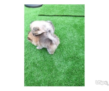 Pomeranian puppy  +1 (346) 645-3299